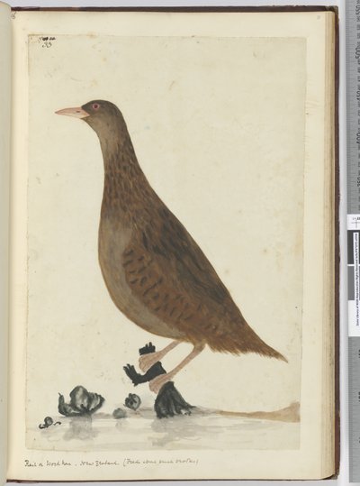Rallo o gallinella. Nuova Zelanda. (Si nutre vicino a piccoli ruscelli), 1772-75 da Isaac Smith