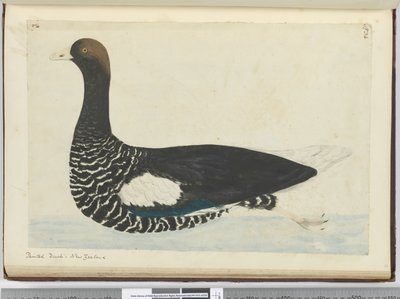 Anatra dipinta. Nuova Zelanda, 1772-75 da Isaac Smith