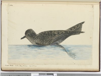 Pintado nero. Pollo di Madre Carey. Alta latitudine sud, 1772-75 da Isaac Smith
