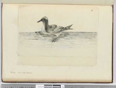 Pintado. Visto in alta latitudine sud, 1772-75 da Isaac Smith