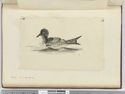 Pintado. Visto in alta latitudine sud, 1772-75 da Isaac Smith