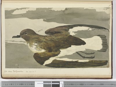 Gabbiano chiamato gallina di Port Egmont. Visto lat. 50 S., 1772-75 da Isaac Smith