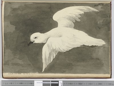 Petrello bianco antartico. Visto lat. 60 a lat. 71 S., 1772-75 da Isaac Smith