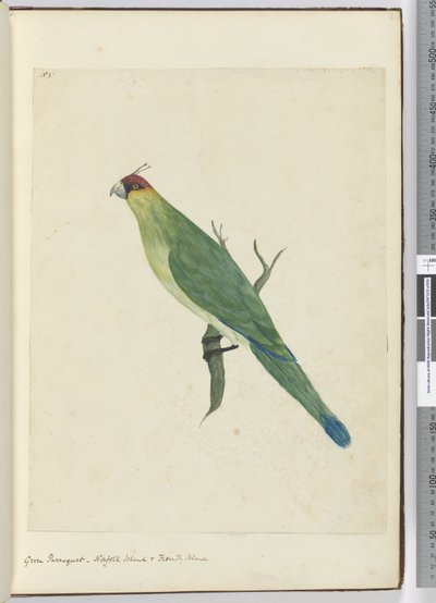 Parrocchetto verde. Isola Norfolk e Isole Amiche, 1772-75 da Isaac Smith