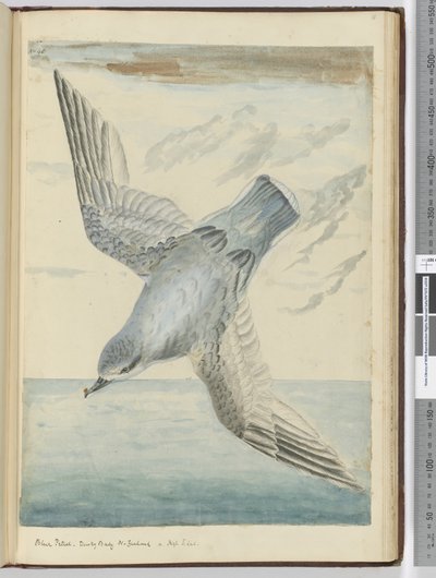 Petrello blu. Baia Oscura Nuova Zelanda. In alta latitudine sud, 1772-75 da Isaac Smith