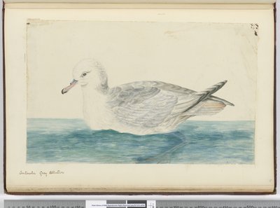 Albatros grigio antartico da Isaac Smith