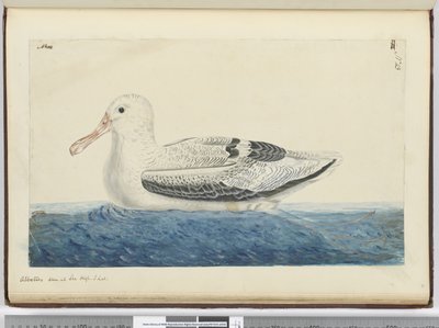 Albatros visto in mare a latitudine sud da Isaac Smith