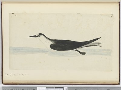 Noddy visto in mare a latitudine sud da Isaac Smith