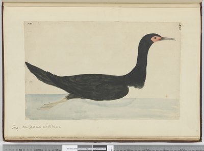 Cormorano, Nuova Zelanda e Staten Island da Isaac Smith