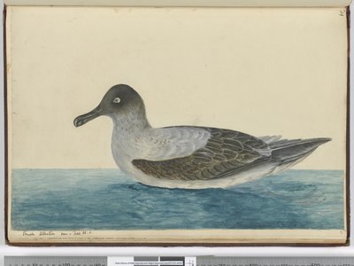 Piccolo albatros visto a latitudine 65 S da Isaac Smith