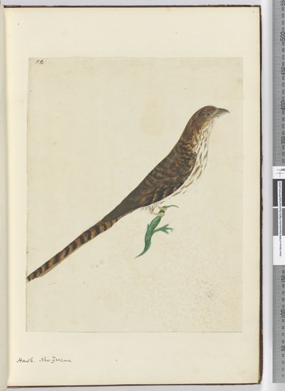 Falco. Nuova Zelanda, 1772-75 da Isaac Smith