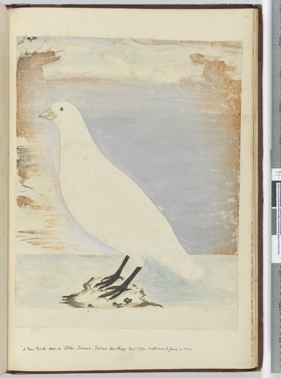 Un nuovo uccello visto a Staten Island, Terra del Fuoco, gennaio 1774 da Isaac Smith