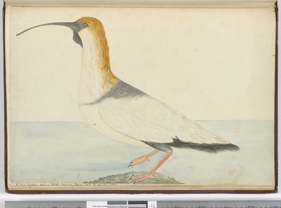 Un nuovo chiurlo visto a Staten Island, Terra del Fuoco, gennaio 1774 da Isaac Smith