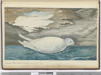 Petrello antartico (più piccolo del n. 29) visto con il ghiaccio, gennaio 1772 da Isaac Smith