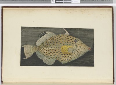 Un pesce chiamato Vecchia Moglie di S. Jago da Isaac Smith