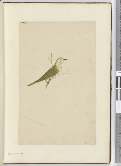 Piccolo cuculo. Nuova Zelanda, 1772-75 da Isaac Smith
