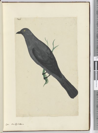 Corvo. Nuova Caledonia, 1772-75 da Isaac Smith