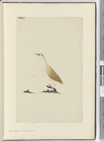 Piccolo piviere. Nuova Zelanda, 1772-75 da Isaac Smith