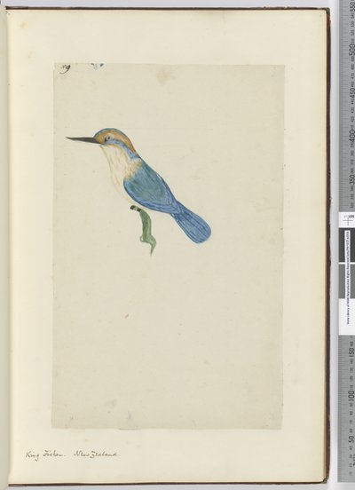 Martin pescatore. Nuova Zelanda, 1772-75 da Isaac Smith