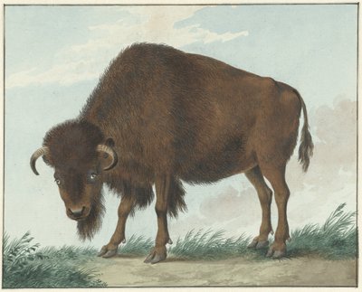 Bisonte da Isaac van Haastert