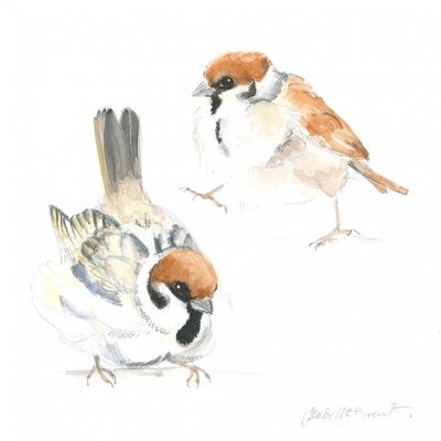 Passerotti da Isabelle Brent