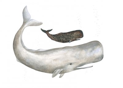 Gentili giganti dell