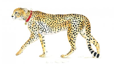Elegante passeggiata del ghepardo da Isabelle Brent