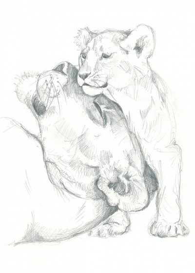 Studio di disegno di leonessa e cucciolo da Isabelle Brent