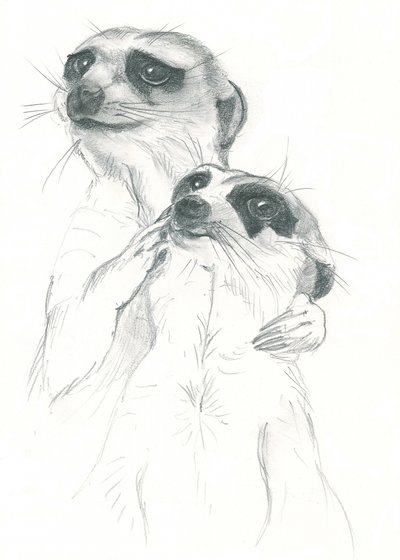 Disegno di suricati da Isabelle Brent