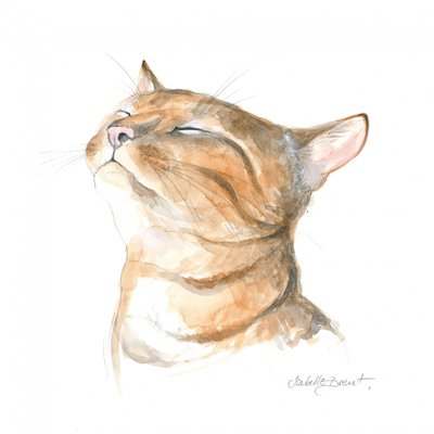 Gatto tigrato sereno da Isabelle Brent