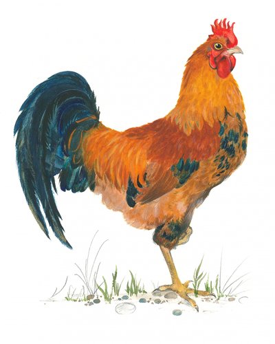 Vivace scena con gallo da Isabelle Brent