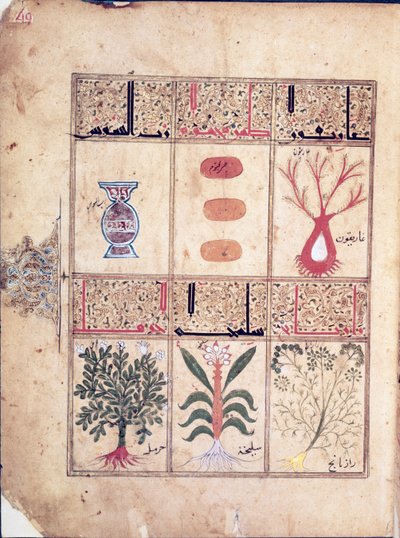 Ms. Arabe 2964 fol.49 Piante dal Trattato di Teriaca dopo Galeno, 1217 da Islamic School