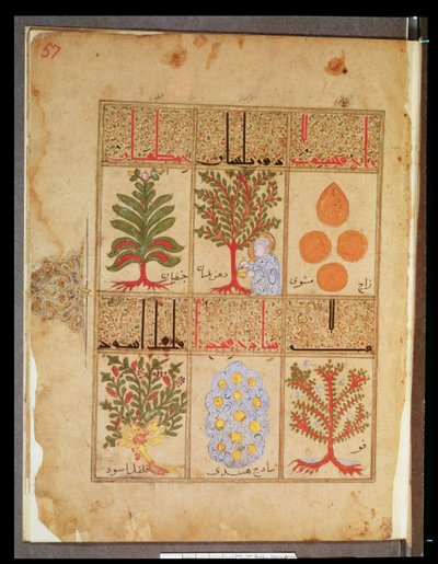 Ms. Arabe 2964 fol.57 Piante medicinali per la teriaca, dal Trattato di Teriaca dopo Galeno, 1217 da Islamic School