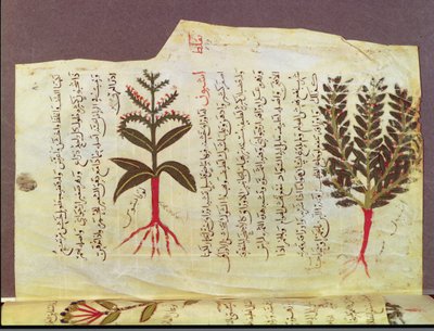 Ms. Arabe 4947 fol.84, Piante da un trattato di Dioscoride, XIII secolo da Islamic School