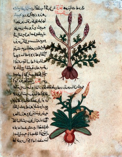 Pagina da un erbario medico (manoscritto) da Islamic School