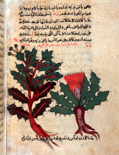 Pagina da un erbario medico (manoscritto) da Islamic School
