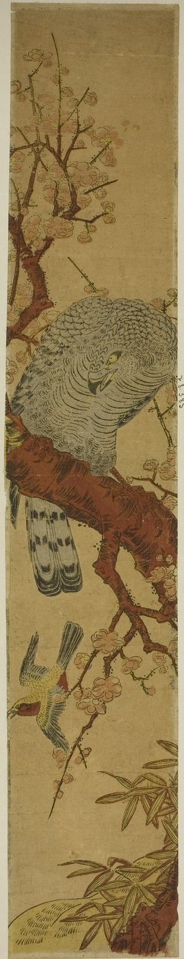 Falco su ramo di prugna che guarda un uccello in fuga da Isoda Koryusai