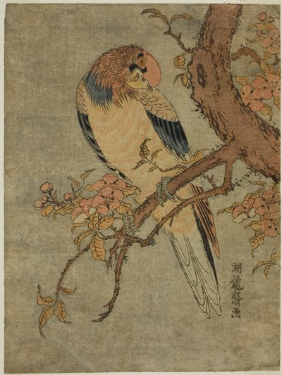 Pappagallo su albero di cotogno da Isoda Koryusai