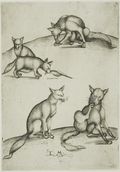 Le cinque volpi da Israhel van Meckenem the younger