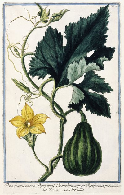 Una zucca, 1772-1784 da Italian School
