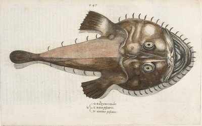 Pesce rospo, illustrazione da 
