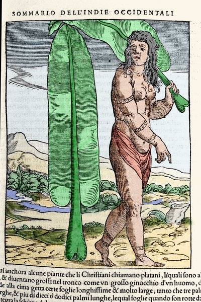 Un nativo delle Indie Occidentali accanto a una foglia di tabacco. Incisione dal libro "Navigationi e Viaggi" vol. III di Giovanni Battista Ramusio (1485-1557), Venezia 1565 da Italian School