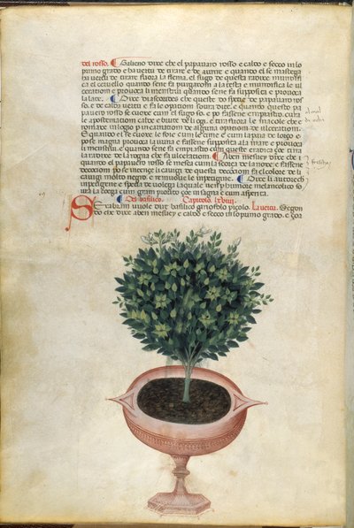 Una pianta di basilico in un vaso, illustrazione dal 