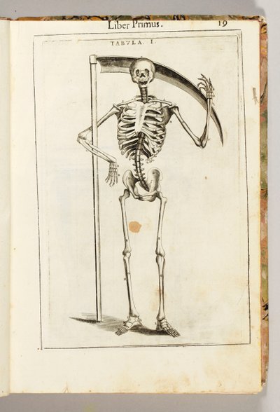Uno scheletro che tiene una falce nello stile di un mietitore, da "De Anatome Corporis Humani Libri VII" di Guido Guidi da Italian School