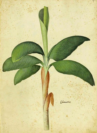 Acorus calamus di Ulisse Aldrovandi da Italian School