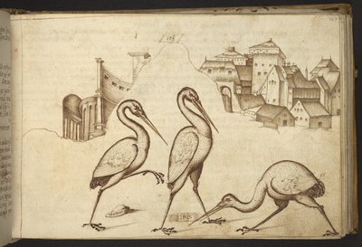 Add. 82955, f.107 Ibis (