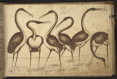 Uccelli, da Historia Animalium da Italian School