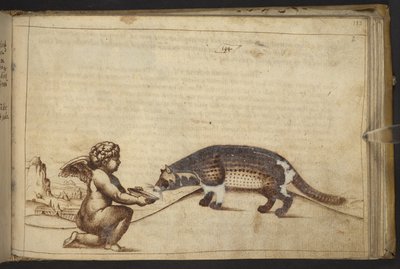 Cherubino e una creatura, da Historia Animalium da Italian School