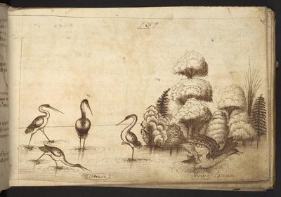 Uccelli trampolieri (