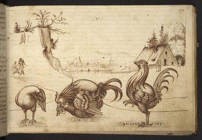 Galline (